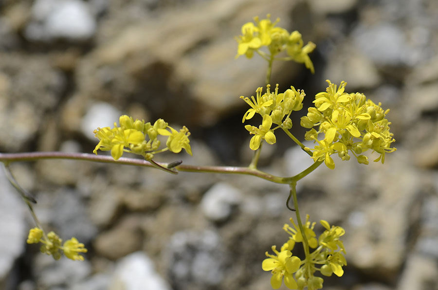 Fiore Alpino giallo - cfr. Biscutella laevigata